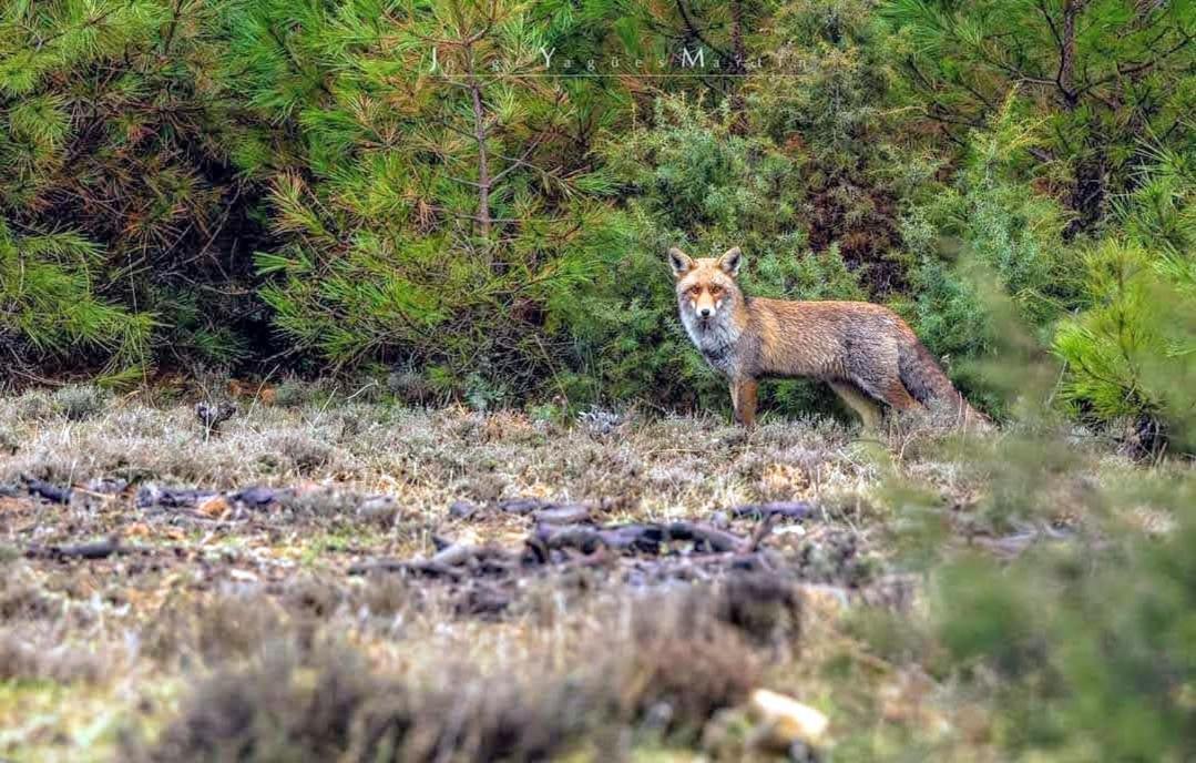 B&B En Valdemoro De La Sierra Kültér fotó